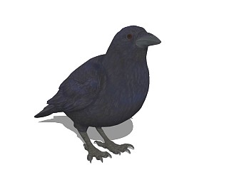 精品动物模型 (21)乌鸦